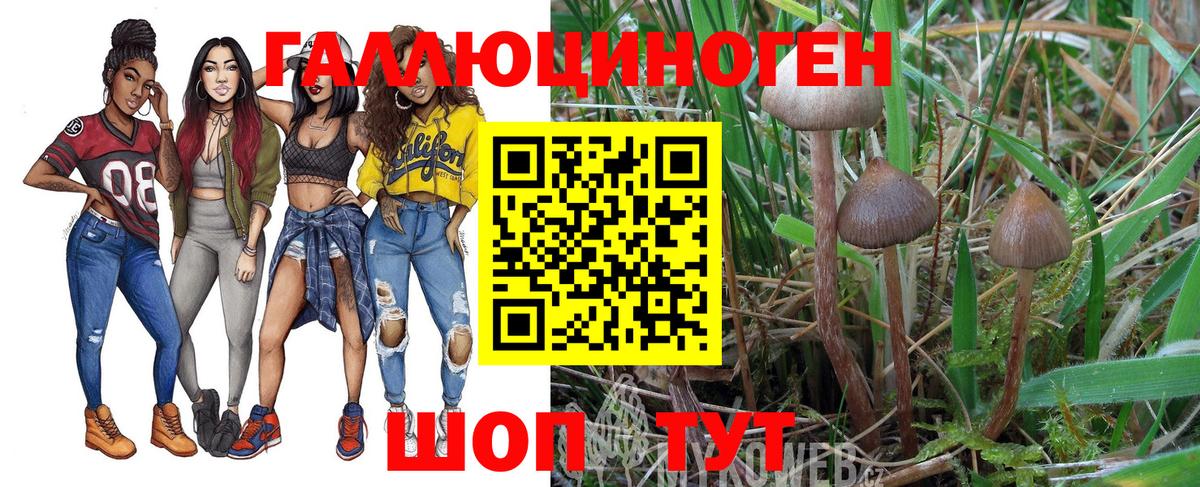 Щёкино  Псилоцибиновые грибы GOLDEN TEACHER  Вход с VPN  Псилоцибиновые грибы GOLDEN TEACHER 